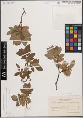 Foto von Salix caprea L. x Salix starkeana Willd.